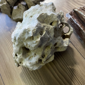 Escargot Anentome Helena