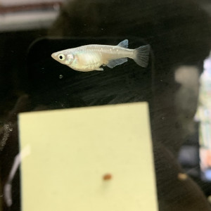 OEUFS oryzias latipes platinum/ medaka ricefish
