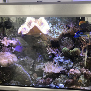Aquarium eau de mer
