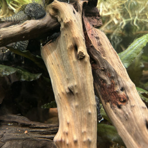 Ancitrus bébé