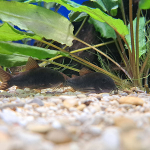 Corydoras black Venezuela adulte