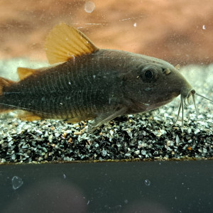 Corydoras black Venezuela adulte
