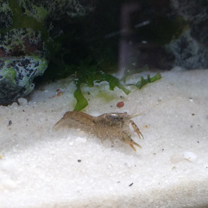 Cambarellus Diminutus.