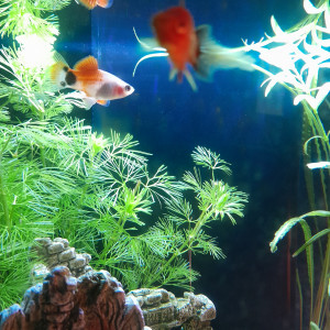 Don de 4 poissons platy