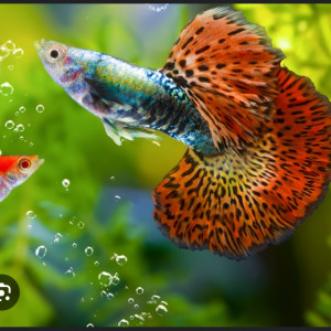 guppy différente coloris