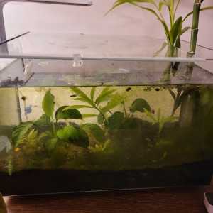 Donne aquarium complet guppy