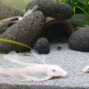 RARE L144 jeunes ancistrus Snow White longfin (à voile)