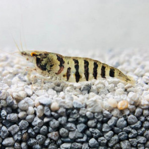 Recherche babaulti stripe
