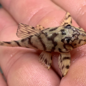 Hypancistrus L236 super yellow