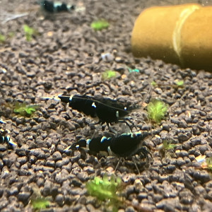 Caridina