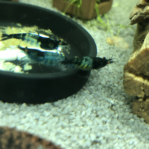 Crevette neocaridina blue dream oe