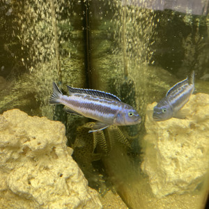 Cichlidés a vendre