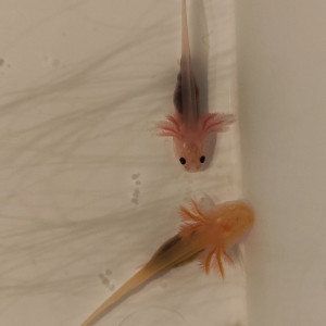 À réserver axolotls