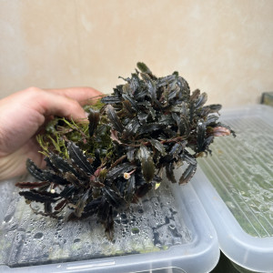 Plantes d'aquarium / Aquatiques / Paludarium