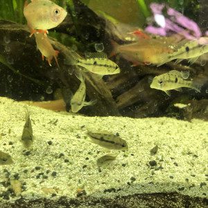 Geophagus pellegrini