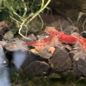 Crevette Red Cherry