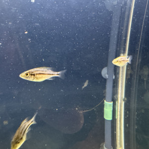 Dimidiochromis compressiceps