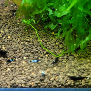 LOT DE CREVETTES CARADINA CANTONENSIS TAIWAN BEE