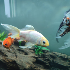 Don de 3 poissons rouge et 1 ancistrus