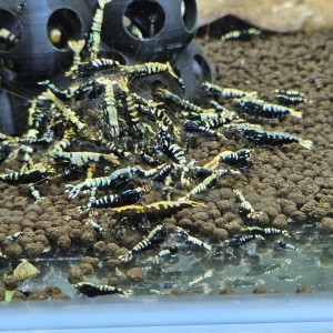 Caridina Galaxy fishbone black