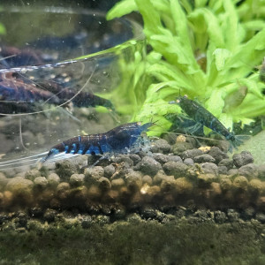 Caridina Tiger blue orange eyes