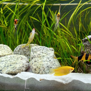 Lot poisson