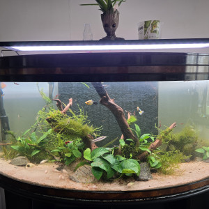 Aquarium Communautaire 210L - Un Paradis Aquatique Clé en Main