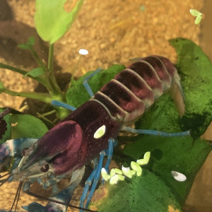 Ecrevisse CHERAX PULCHER