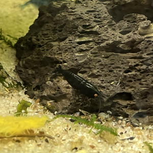Crevette neocaridina blue dream oe