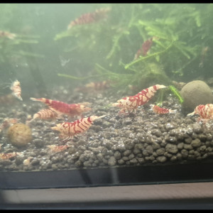 Crevettes caridina fancy red