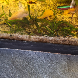 Poissons platys,et ancistrus gold