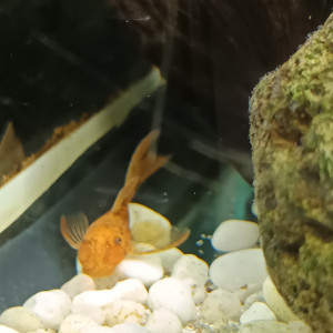 Ancistrus sp red voile ( long fin )