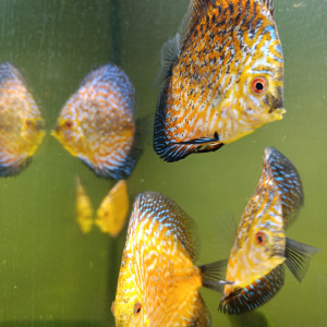 Reproduction de discus