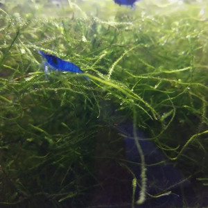 Crevettes blue velvet