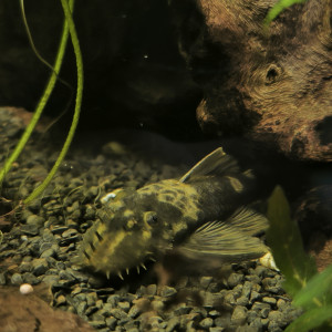 Ancistrus sp motif marbre