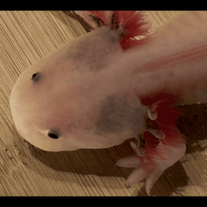 Jeunes axolotls sur Nancy.