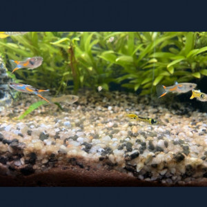 Poissons guppys endler et autres (Jeunes)