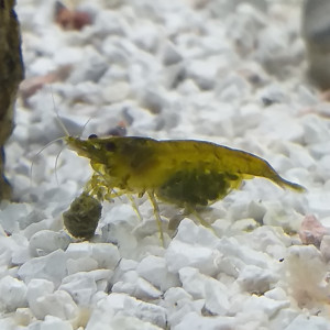 Crevette Green Jade.