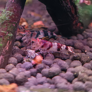 Racoon Tiger
