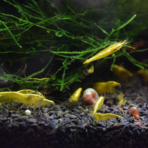 Crevettes yellows neons