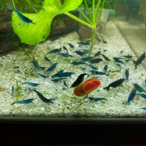 Crevettes blue velvet / blue dream