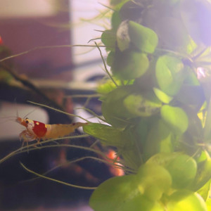Crevettes : Caridina Crystal Red (CRS)
