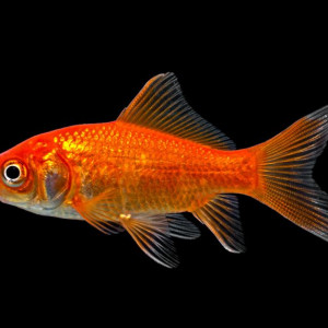 Poisson rouges & jaunes