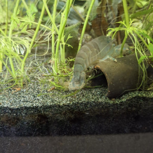 Crevette bleu du gabon
