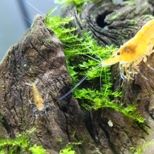 Neocaridina orange & jaune, et déclassées 6 semaines