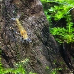 Neocaridina orange & jaune, et déclassées 6 semaines