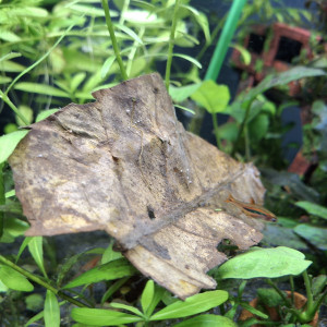 Mini rasbora