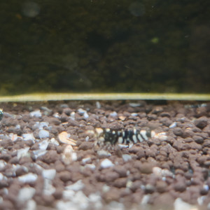 caridina  tiger fancy black