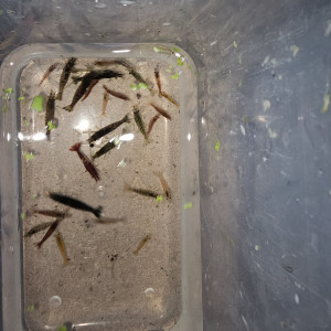Neocaridina mix (déclassés)