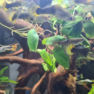 Guppy Poecilia reticulata
